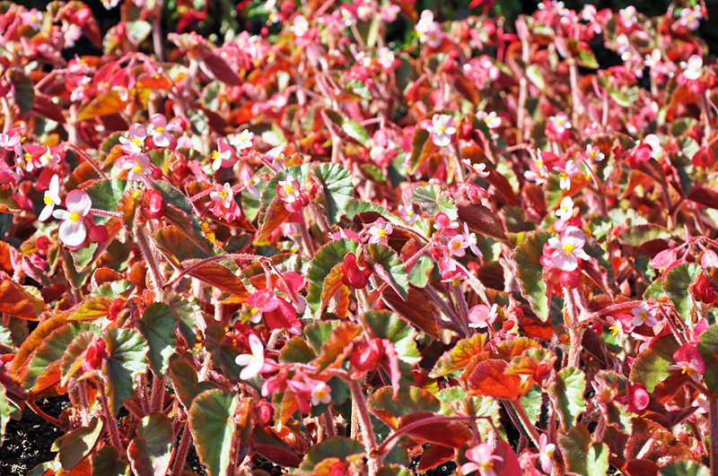 Busy Flowers