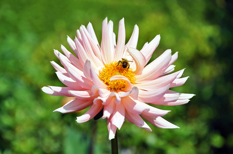 Flower with a bee