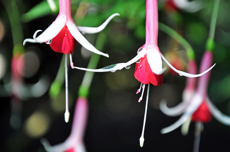 Hanging flowers
