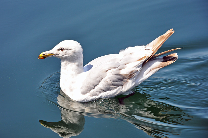 Seagull