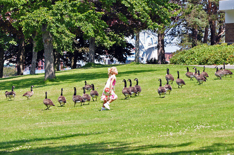 These geese are thinking lets get the duck out of here
