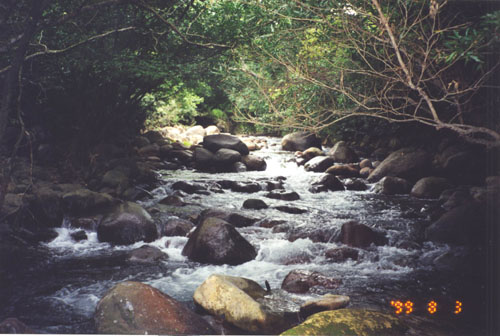 Costa_Rica_Jungle12.jpg