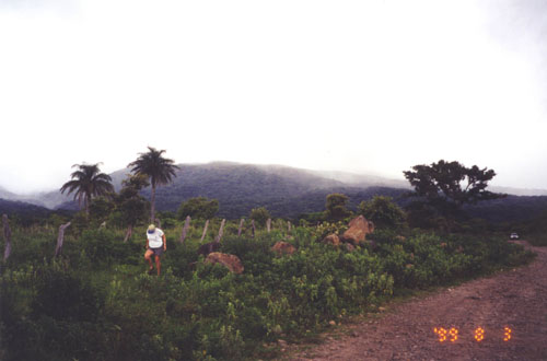 Costa_Rica_Jungle39.jpg
