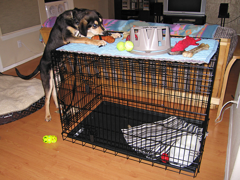 We tried to hide Mulder's toys but he figured out a way to get to them.jpg