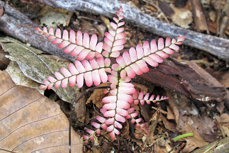 Amazon flora.jpg