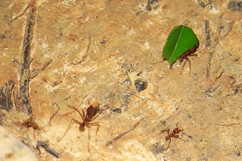 Leaf Cutter ant2.jpg