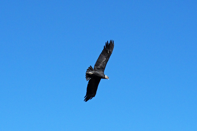 The condors can live up to 100 years