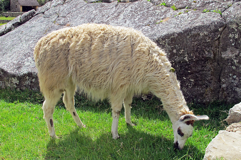 Hungry llama.jpg