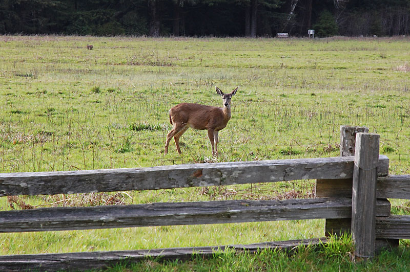 Deer