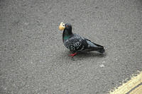 Lots_of_pigeons_around_here.jpg