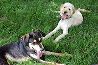 Mulder meets a girlfriend at Chimney Dog Park.jpg